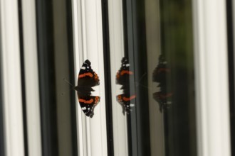 Red admiral butterfly (Vanessa atalanta) adult insect on a house conservatory window frame in