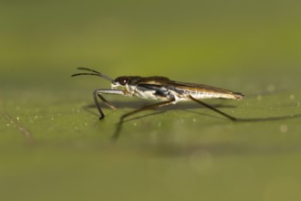 Common pond skater (Gerris lacustris) adult insect on a water lily pad or leaf on the water surface