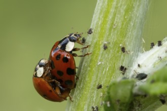 Harlequin ladybird or ladybug (Harmonia axyridis) two adult insects mating on a garden plant stem