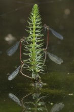 Large red damselfly (Pyrrhosoma nymphula) two pairs of adult insects mating on pond weed in summer,