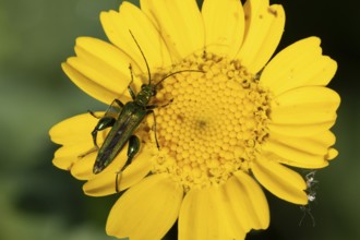 Thick-legged flower beetle (Oedemera nobilis) adult insect on a Corn marigold flower in summer,