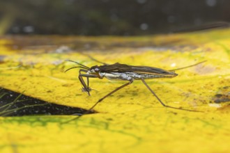 Common pond skater (Gerris lacustris) adult insect feeding on an aphid on a fallen autumn leaf on