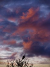 Kestrel in front of red clouds from sunset. Berlin, Germanyf