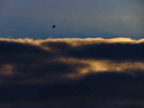 Kestrel (Falco tinnunculus) in shaking flight at sunset in front of an illuminated cloud. Berlin,