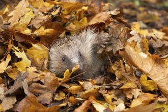 European hedgehog (Erinaceus europaeus) adult animal amongst fallen autumn leaves, England, United