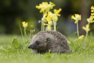 European hedgehog (Erinaceus europaeus) adult animal on a garden grass lawn with Cowslip flowers in