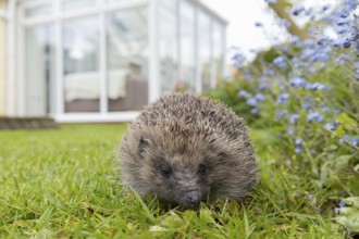 European hedgehog (Erinaceus europaeus) adult animal on a garden grass lawn with a house