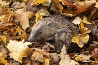 European hedgehog (Erinaceus europaeus) adult animal amongst fallen autumn leaves during