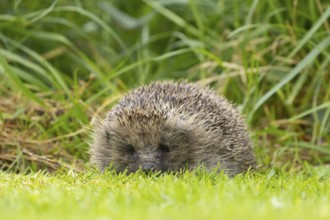 European hedgehog (Erinaceus europaeus) adult animal on a garden grass lawn next to a patch of long