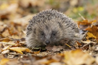 European hedgehog (Erinaceus europaeus) adult animal on fallen autumn leaves, England, United