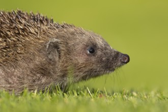 European hedgehog (Erinaceus europaeus) adult animal on a garden grass lawn, England, United