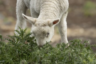 Domestic sheep (Ovis aries) juvenile baby lamb farm animal feeding on grass amongst stinging