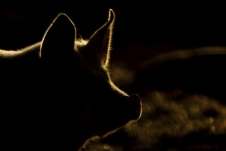 Domestic pig (Sus domesticus) adult farm animal head portrait backlit, England, United Kingdom