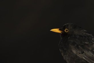 Eurasian blackbird (Turdus merula) adult male garden bird head portrait, England, United Kingdom
