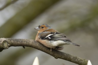 Eurasian chaffinch (Fringilla coelebs) adult male garden bird on a magnolia tree branch in spring,