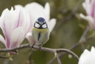 Blue tit (Cyanistes caeruleus) adult garden bird on a magnolia tree branch amongst spring blossom,