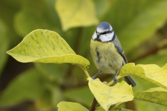 Blue tit (Cyanistes caeruleus) adult garden bird on a magnolia tree branch amongst autumn colour