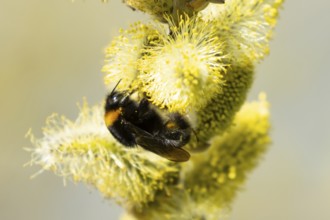 Buff tailed bumblebee (Bombus terrestris) adult bee insect feeding on Goat or Pussy willow (Salix