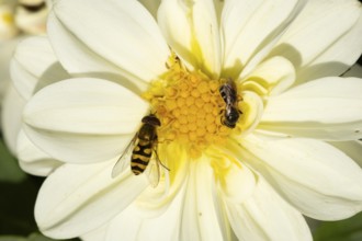 Common hoverfly (Eupeodes corollae) adult insect feeding on a garden Dahlia flower in summer,