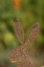 Common darter dragonfly (Sympetrum striolatum) adult insect on a metal hare garden sculpture in