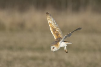 Barn owl (Tyto alba) adult bird of prey hunting in flight over grassland, England, United Kingdom
