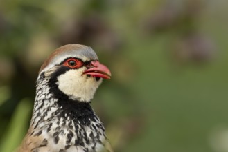 Red legged or French partridge (Alectoris rufa) adult bird calling, England, United Kingdom