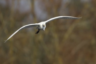 Great white egret (Ardea alba) adult bird in flight, England, United Kingdom