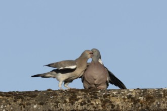 Wood pigeon (Columba palumbus) adult garden bird feeding a juvenile baby squab bird on a house roof