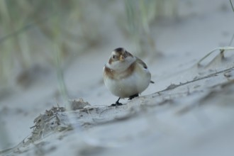 Snow bunting (Plectrophenax nivalis) adult bird feeding on a beach in winter, England, United