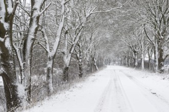 English oak avenue (Quercus robur) in the snow, Emsland, Lower Saxony, Germany