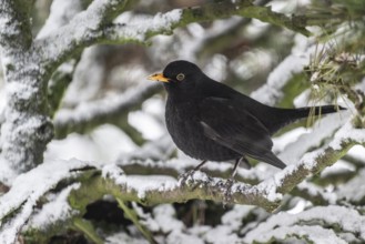 Blackbird (Turdus merula) in a snow-covered pine tree, Emsland, Lower Saxony, Germany