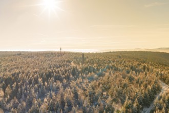 A wide winter forest with sunbeams and a tower in the distance, Holohturm, Gernsbach, Rastatt