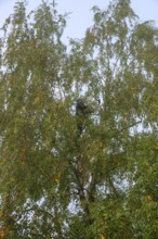 Tree climber cuts a birch (Betula), Eckental, Middle Franconia, Bavaria, Germany