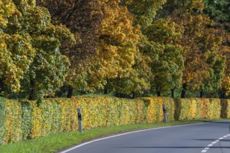 Beech hedges (Fagus) and trees in autumn colour along a road, Lauf an der Pegnitz, Middle