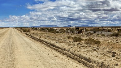 A desert road with animals that stretches along the way under a cloudy sky, The landscape of the