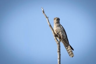 Bended Kestrel (Falco zoniventris) in the Ankarafantsika dry forest in western Madagascar
