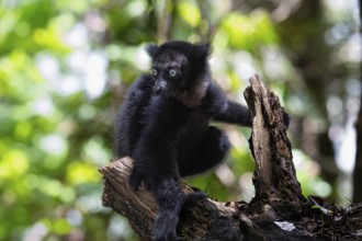 Indri lemur baby (Indri indri) in the mountain cloud forests of East Madagascar