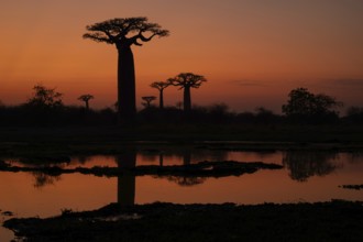 Boabab on a small lake at sunrise on Baobab Alley in western Madagascar