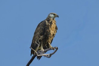 Madagascar Fish-Eagle, Malagasy Fish-Eagle (Haliaeetus vociferoides) in the dry forests of