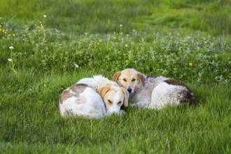 Two dogs lie close together on green grass and appear relaxed, Georgia