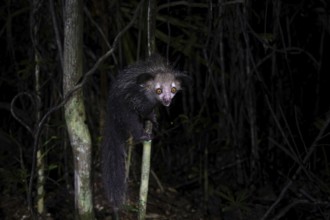 Aye-aye (Daubentonia madagascariensis) in the lowland rainforests of eastern Madagascar