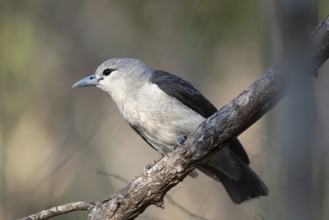 White-Headed Vanga female (Artamella viridis) in the dry forest of Ankarafantsika in western