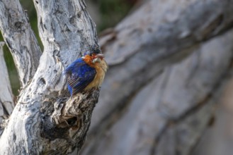 Malachite Kingfisher, Madagascar Kingfisher (Alcedo vintsioides) near the shore of a lake in