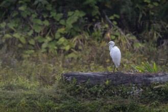 Little Egret (Ergretta garzetta) near water in the central highlands of Madagascar