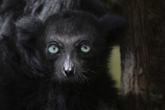 An Indri lemur (Indri indri) juwenil, in the rainforest, in the central east of Madagascar