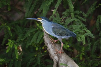 Green-Backed Heron (Butorides striata) at the edge of a lake in western Madagascar