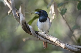 Red Vanga, Rufous Vanga (Schetba rufa) in the Ankarafantsika dry forest in western Madagascar