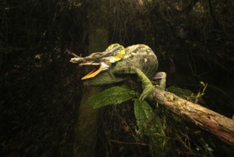 Male chameleon (Calumma malthe) in the mountain cloud forests of eastern Madagascar