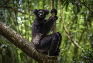 An Indri lemur (Indri indri) in the rainforest, in the central east of Madagascar