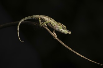 A male chameleon (Callumma hofreiteri) in the rainforests of the central highlands of Madagascar